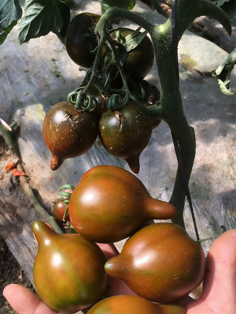 Purple Peach Tomato