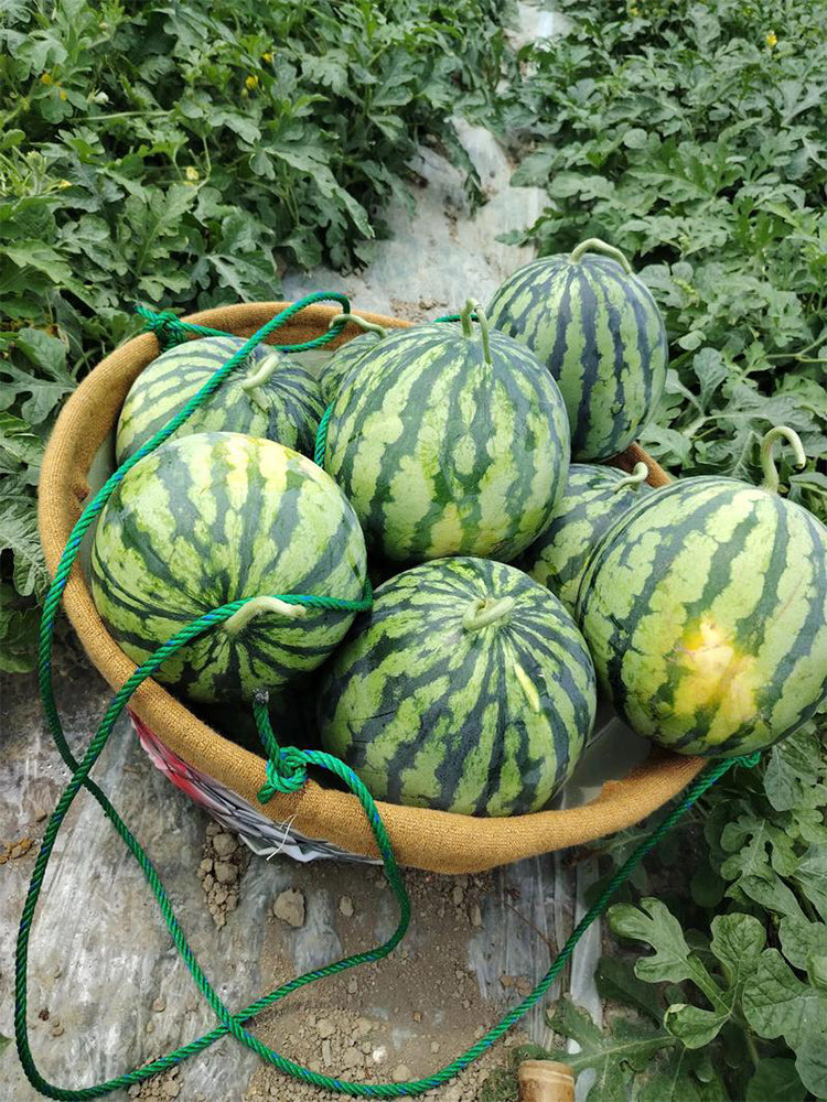 Xiumei Meidu Watermelon