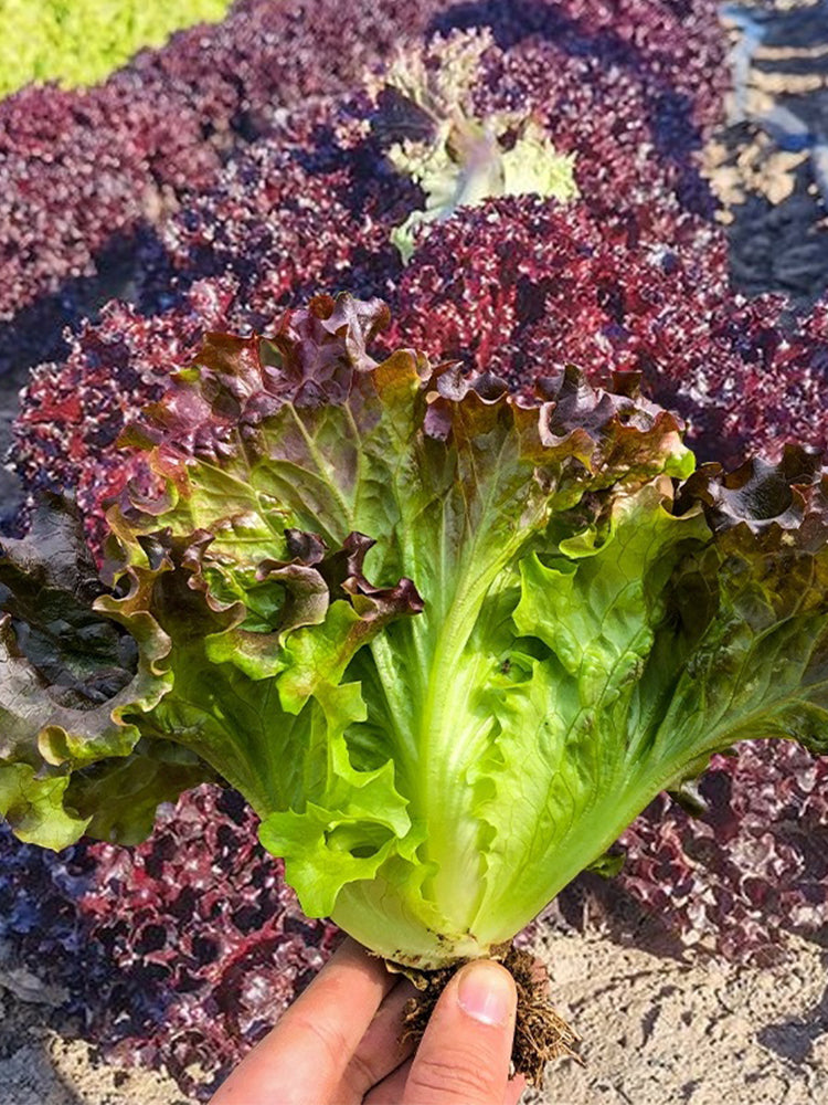 Red Loose-leaf Lettuce