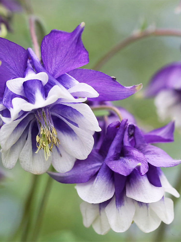 Aquilegia vulgaris 'Crown'