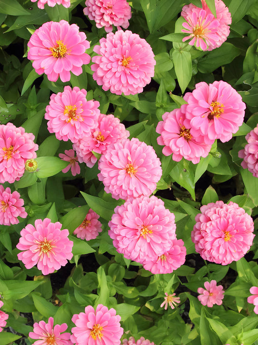 Pink Garden Zinnia