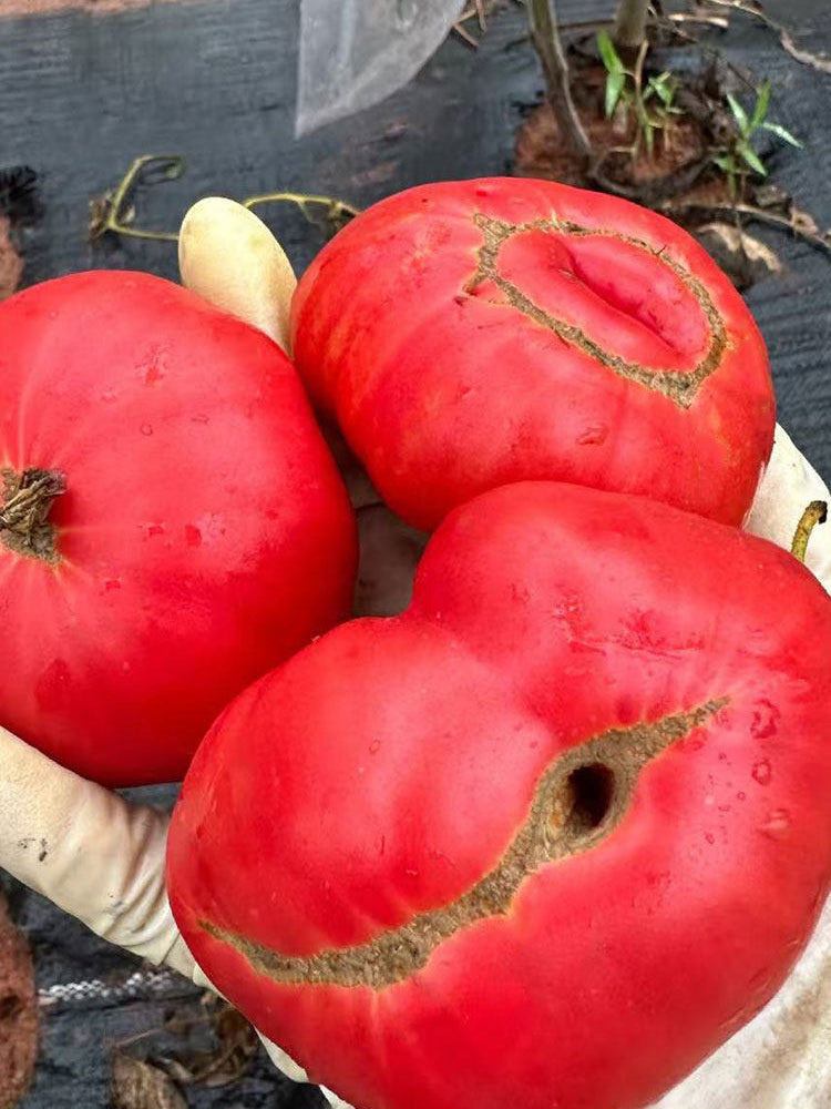 Red Brandywine Beefsteak Tomato