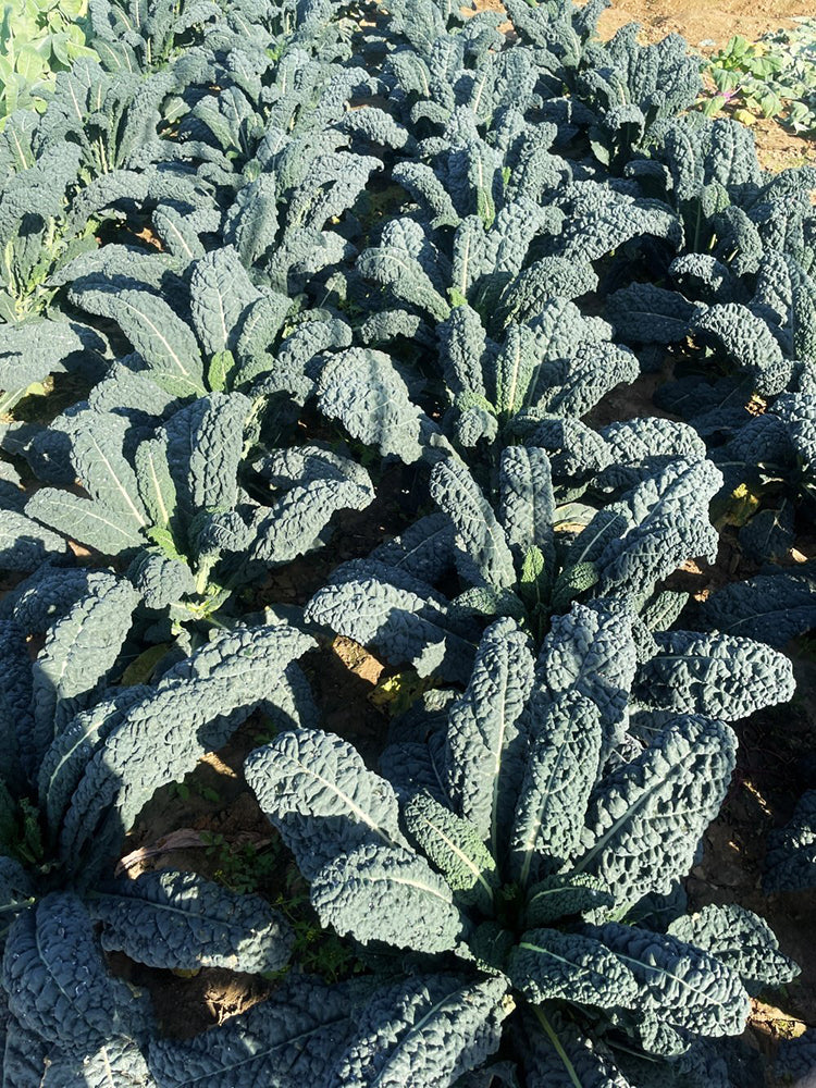 Dinosaur Kale