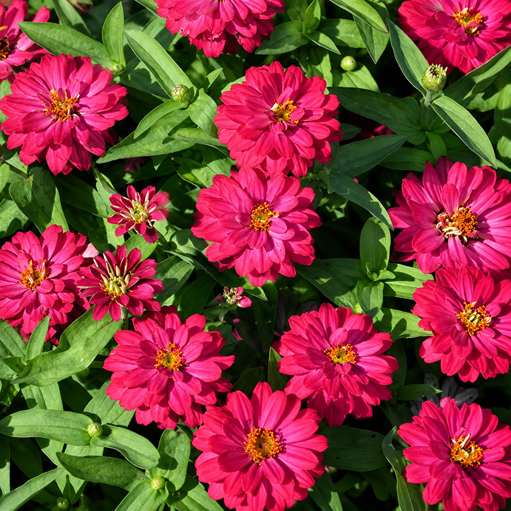 W1338 Double Zahara Cherry Zinnia