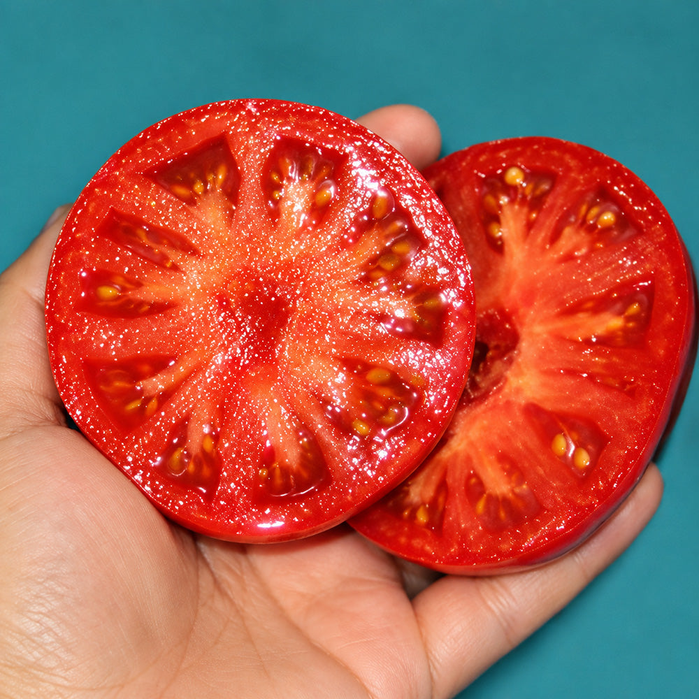 104 Dwarf Waratah Tomato
