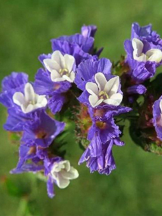 Blue Wavyleaf Sea Lavender (Limonium sinuatum)