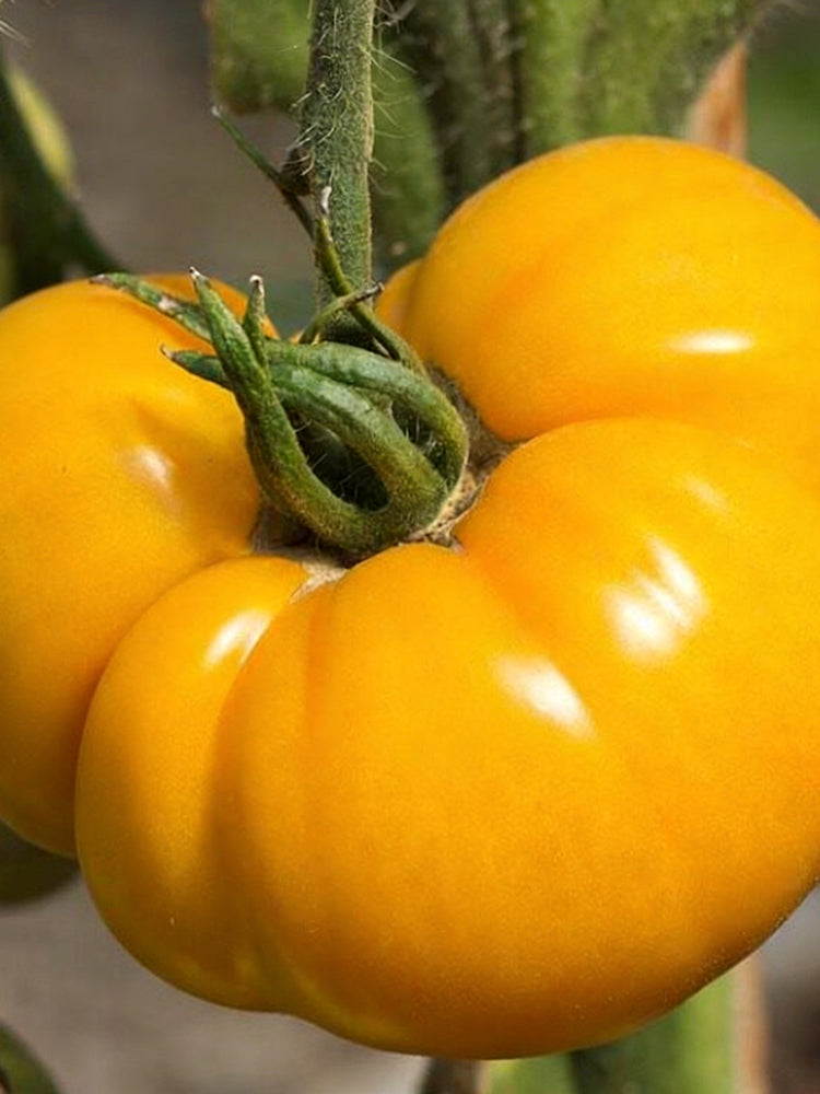 Golden Mango Tomato