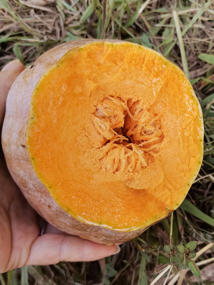 Honey Jar Pumpkin
