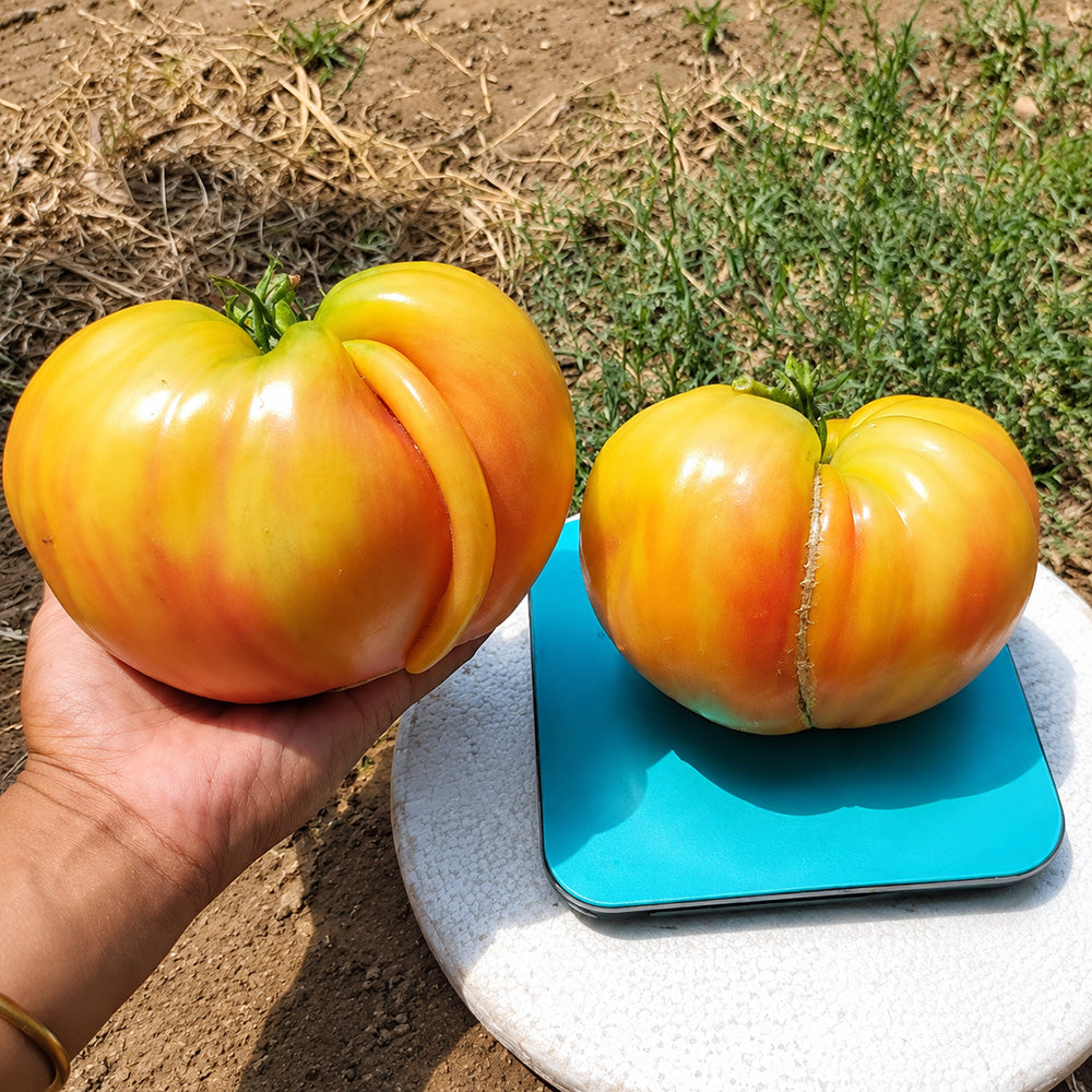 36 Pomaranch Tomato