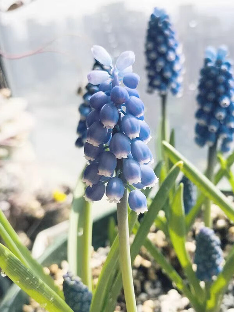 Mixed Color Grape Hyacinth