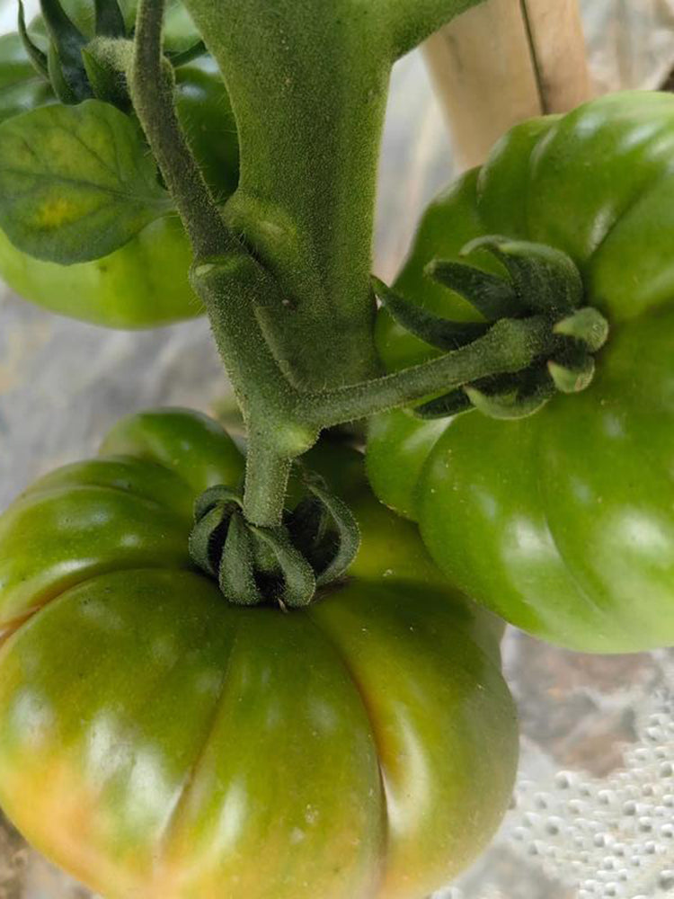 Black Steak Tomato