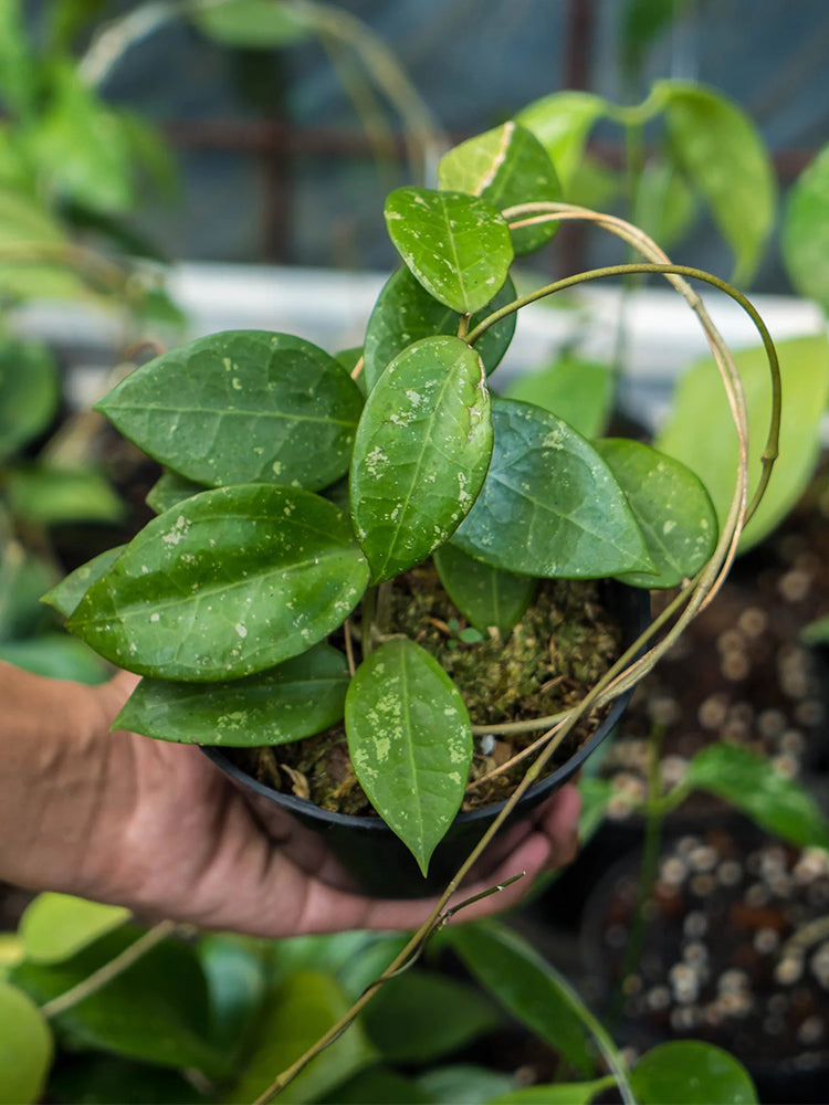 Whorled Wax Plant Stem Cuttings