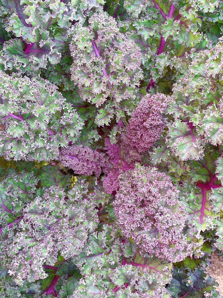 Purple Kale