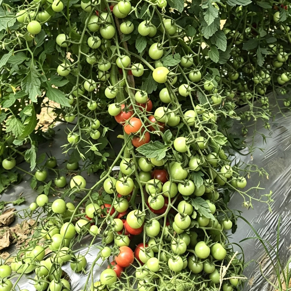 577 Eden No. 2 Tomato