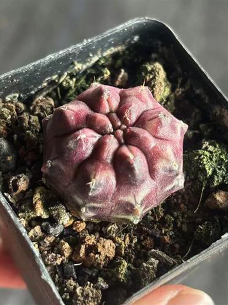 Gymnocalycium mihanovichii 'Day Dream'