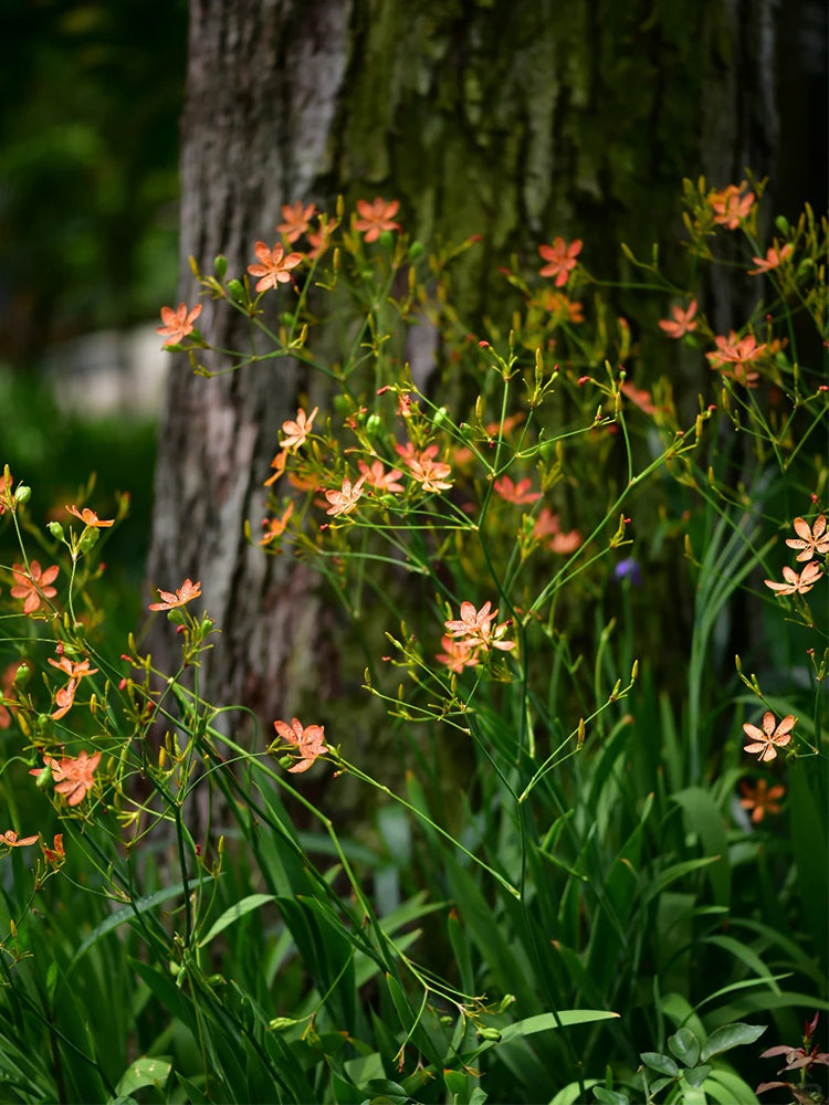 Blackberry Lily