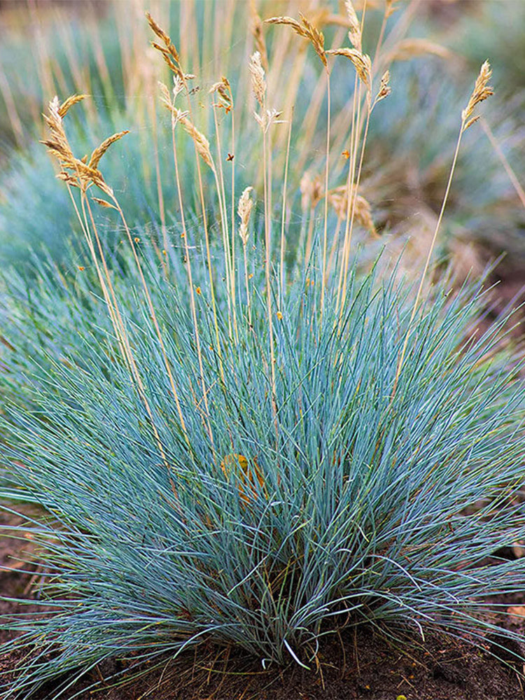 Festuca glauca