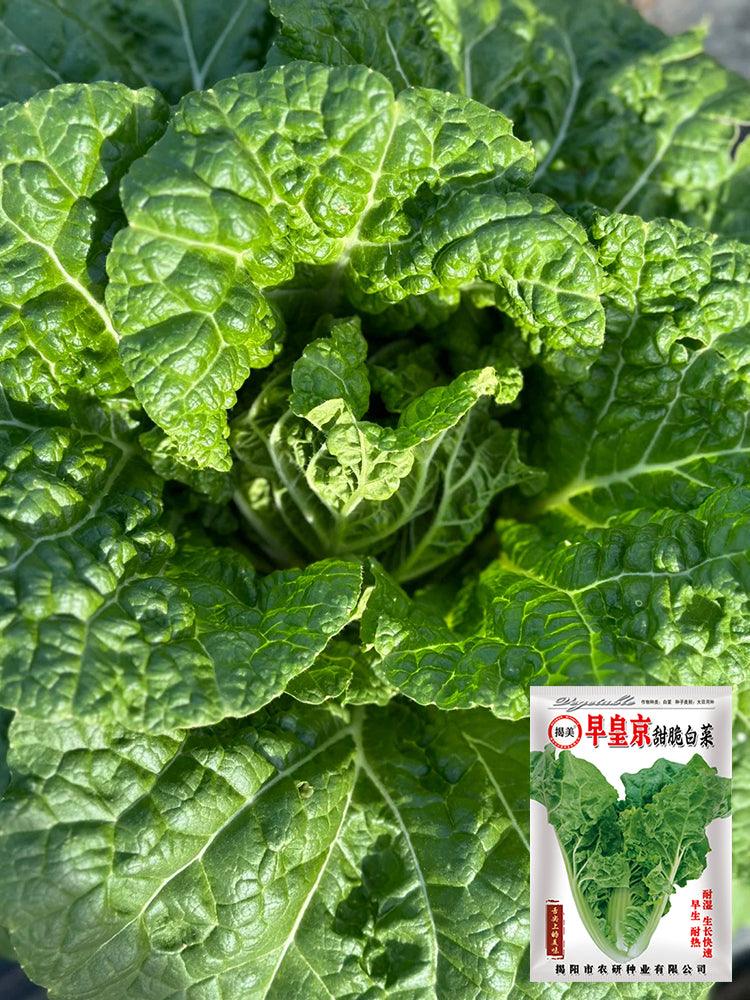Early Royal Beijing Cabbage