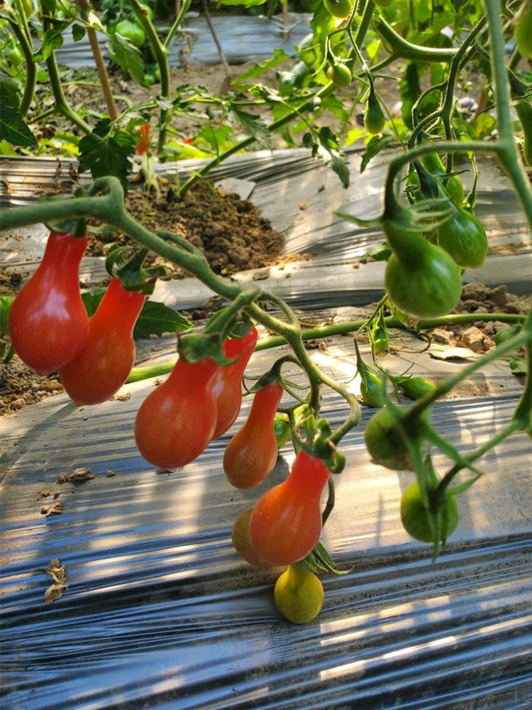 Elf's Tear Tomato