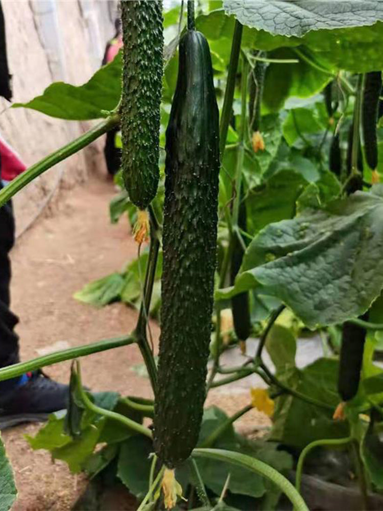 ‘Green Dragon F1 · 188' Cucumbers (Cucumis sativus L.)