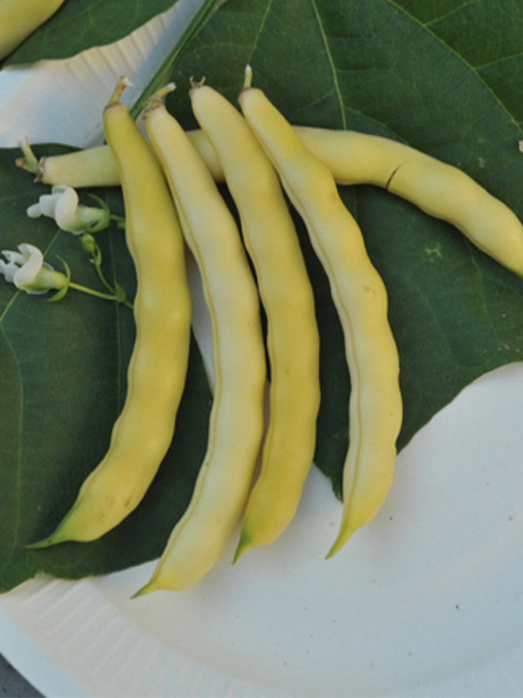 Golden Hook Kidney Beans