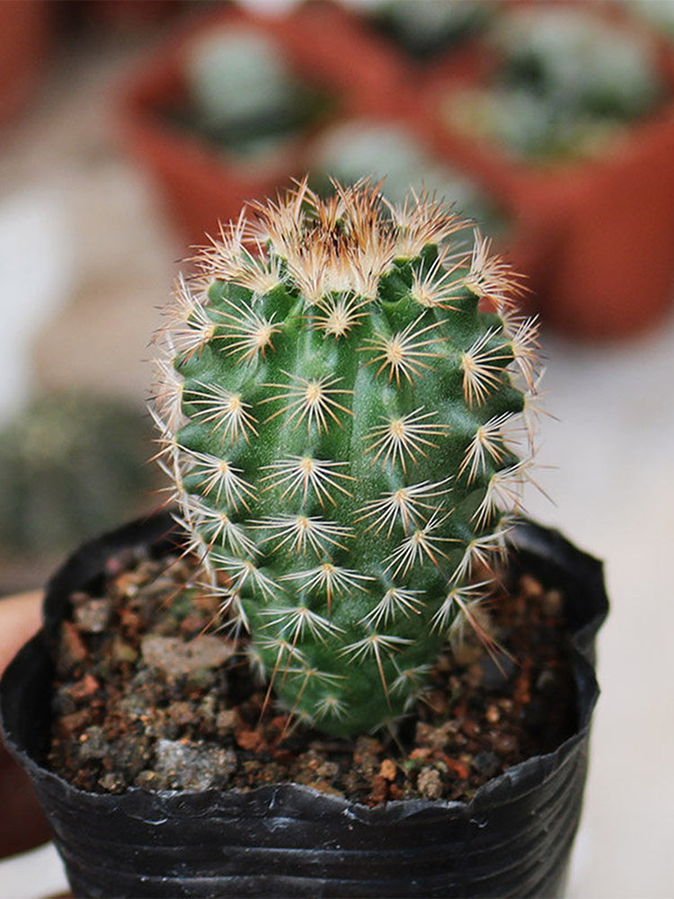 Echinocereus melanocentrus