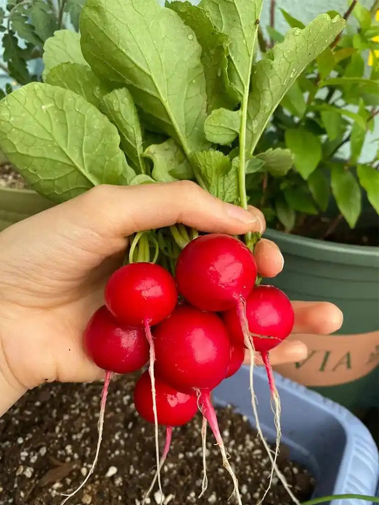 'Ailuo' Cherry Radish