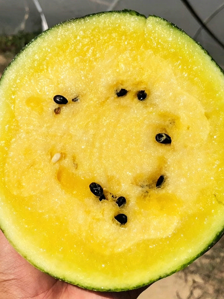 Linglong Yellow Watermelon