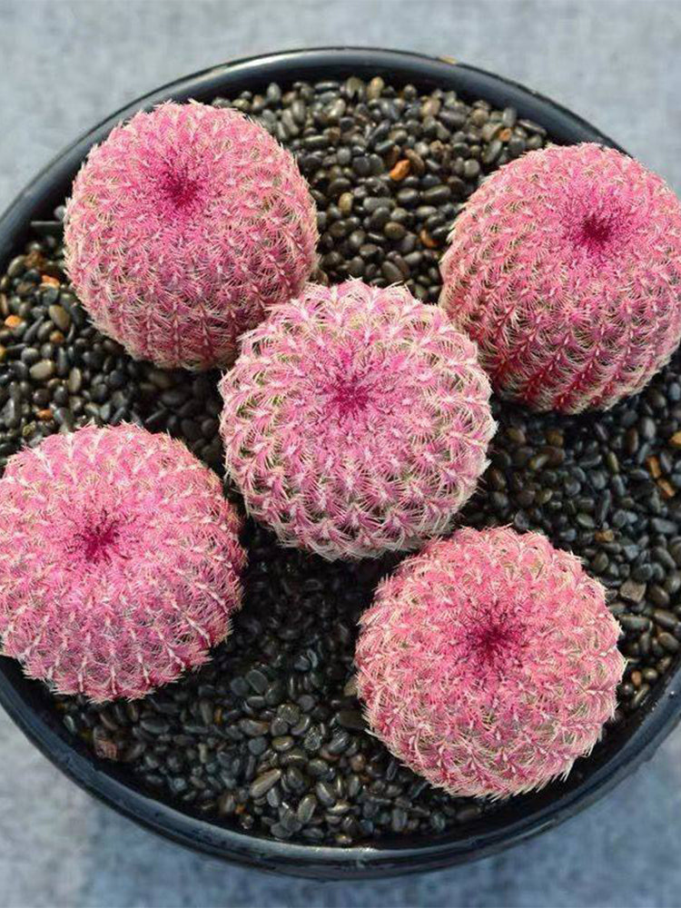 Echinocereus rigidissimus subsp. rubispinus