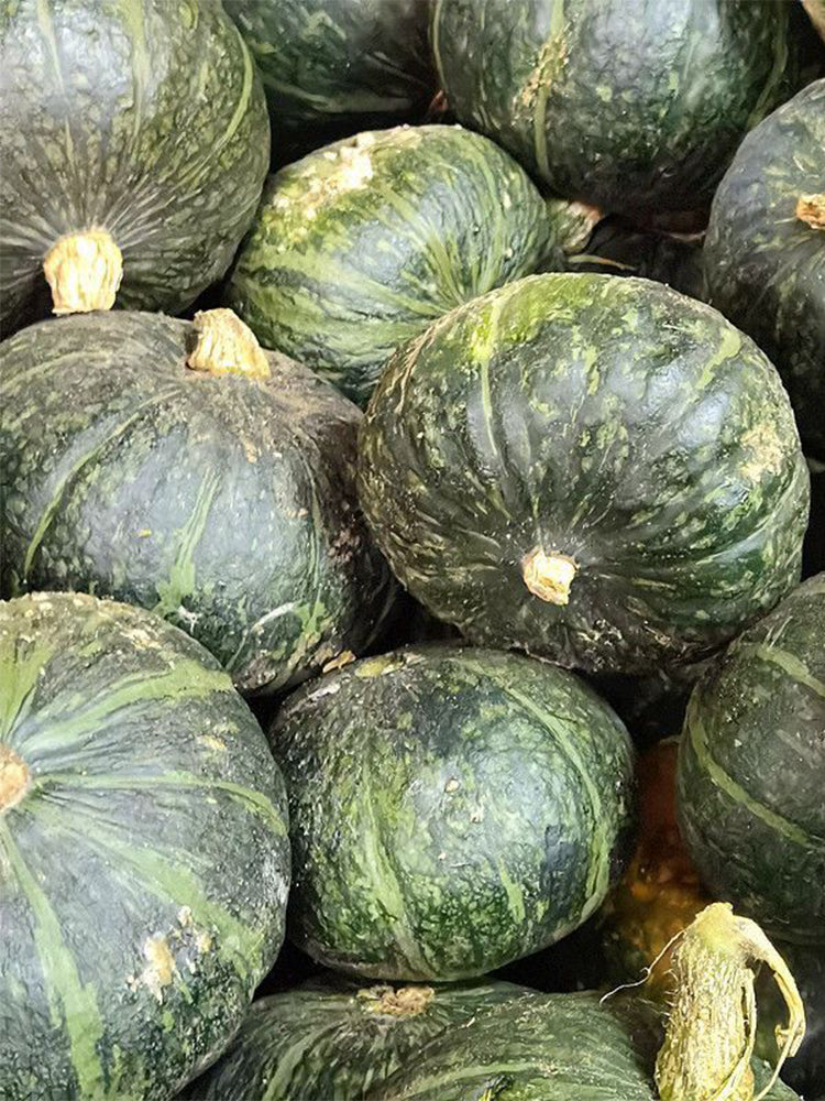 Chinese Pumpkin