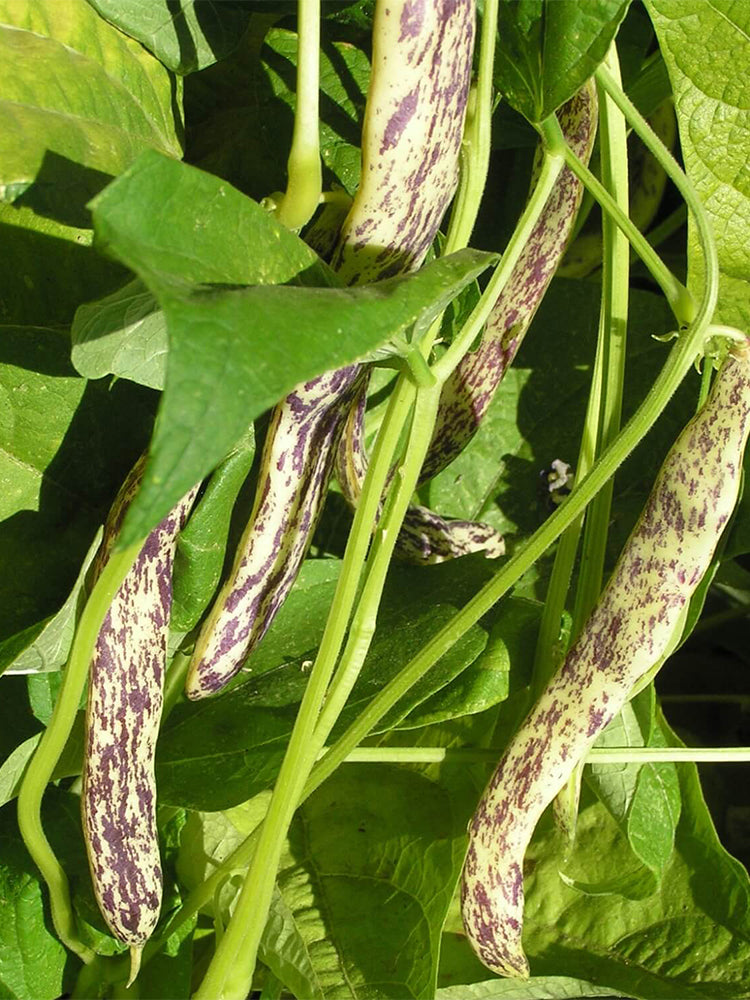 Purple Speckled Kidney Bean