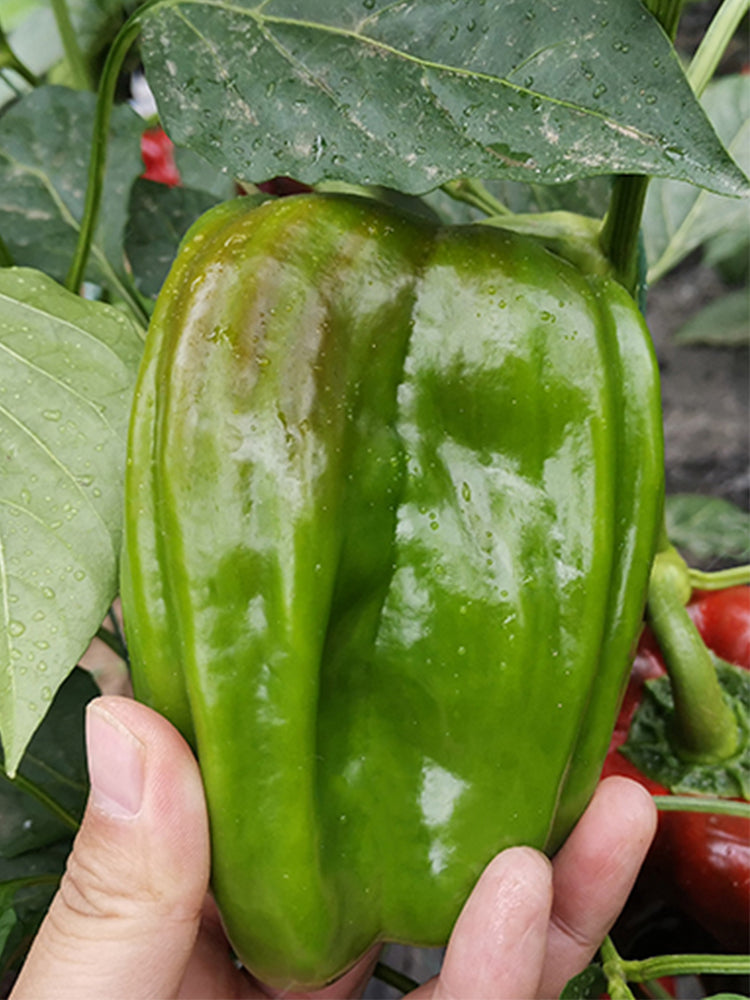 Wrinkled Spicy Pepper No.1 (Capsicum annuum)