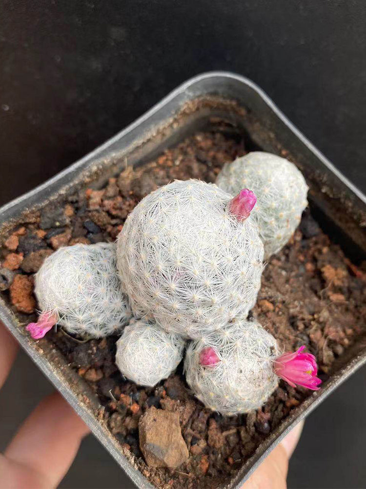Mammillaria humboldtii