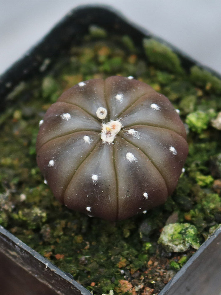 Astrophytum asterias 'Purple Skin'