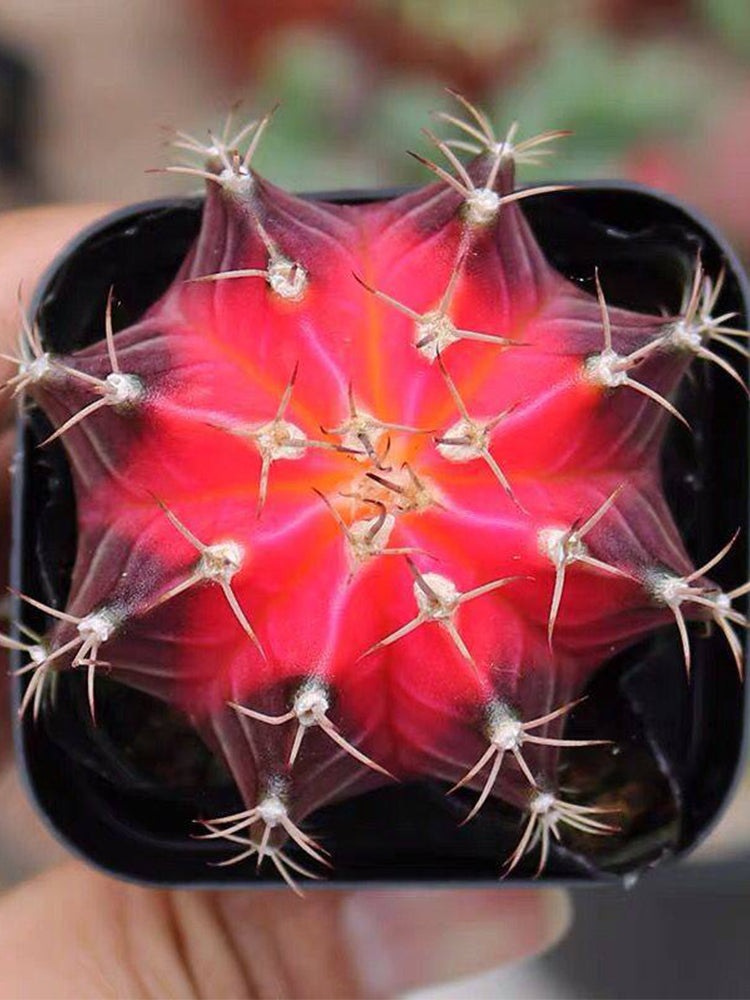 Gymnocalycium mihanovichii 'Red Variegata'