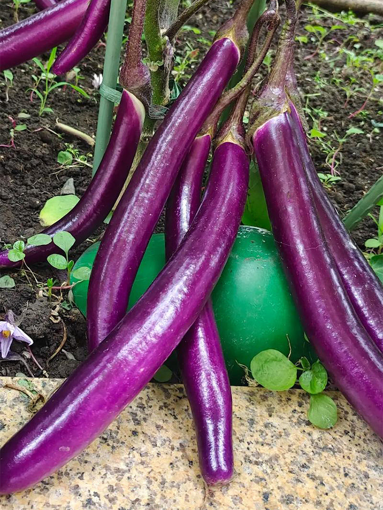 'Hangqie No.1' Eggplant