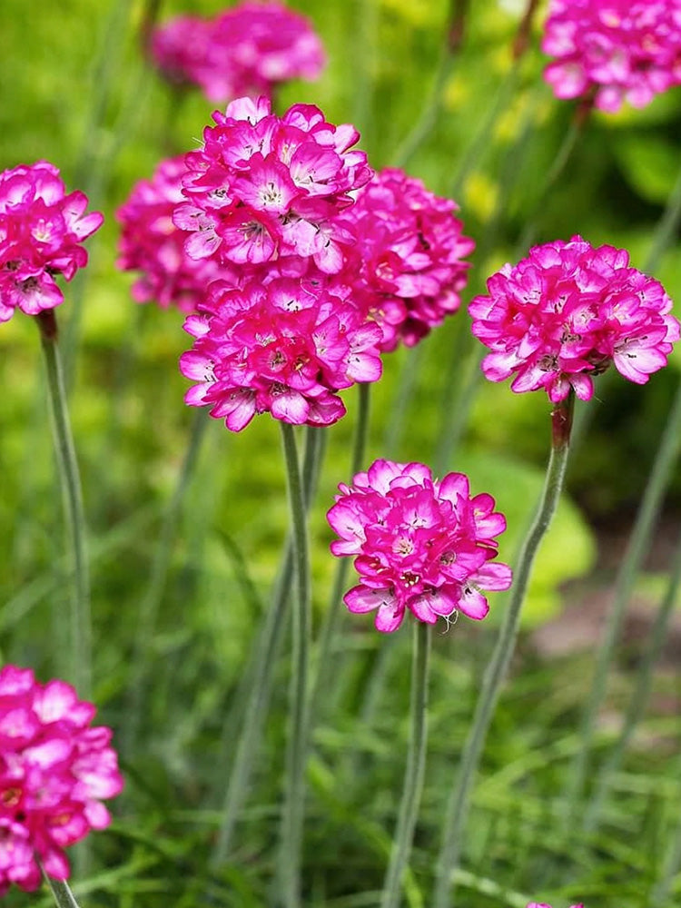 Sea Thrift Armeria Maritima