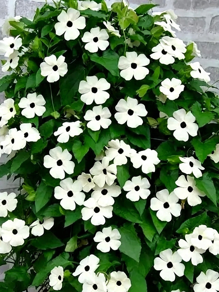 White Sunrise Black Eyed Susan Vine