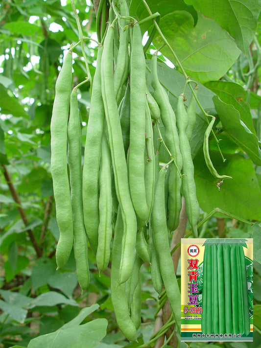 'Shuangqing Yudou' Snap Bean