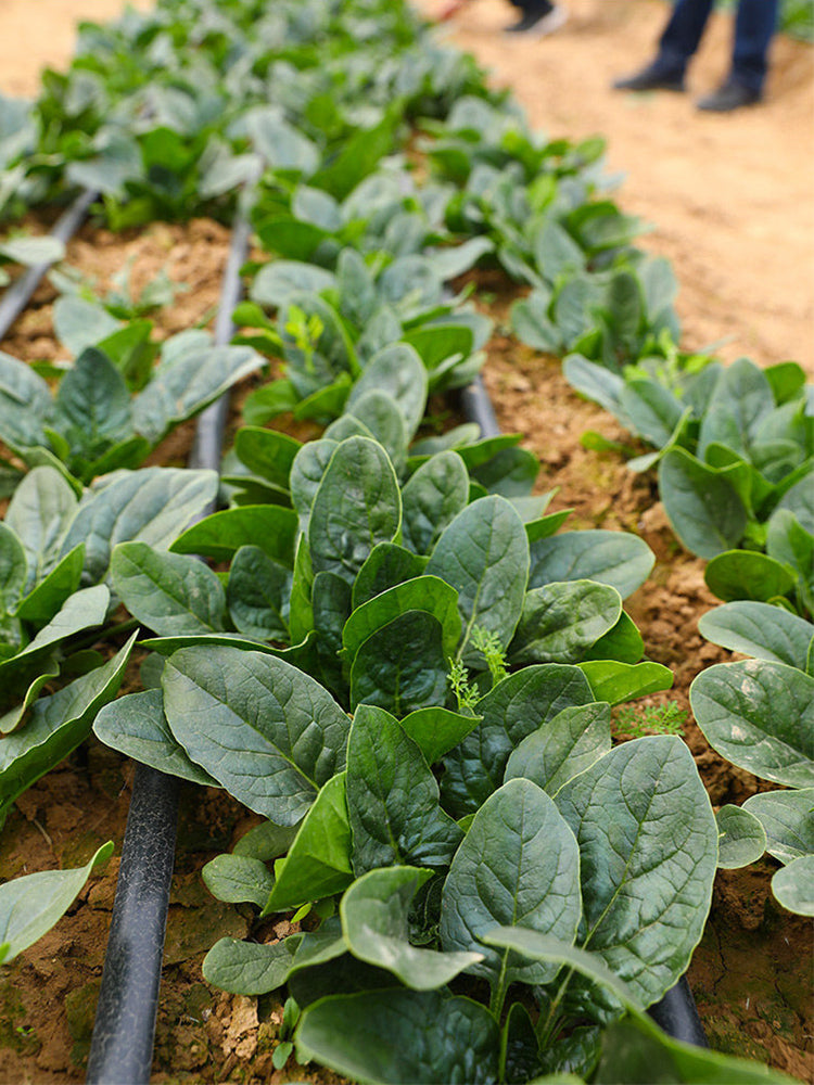Shengdanbo 3108 Prostrate Spinach