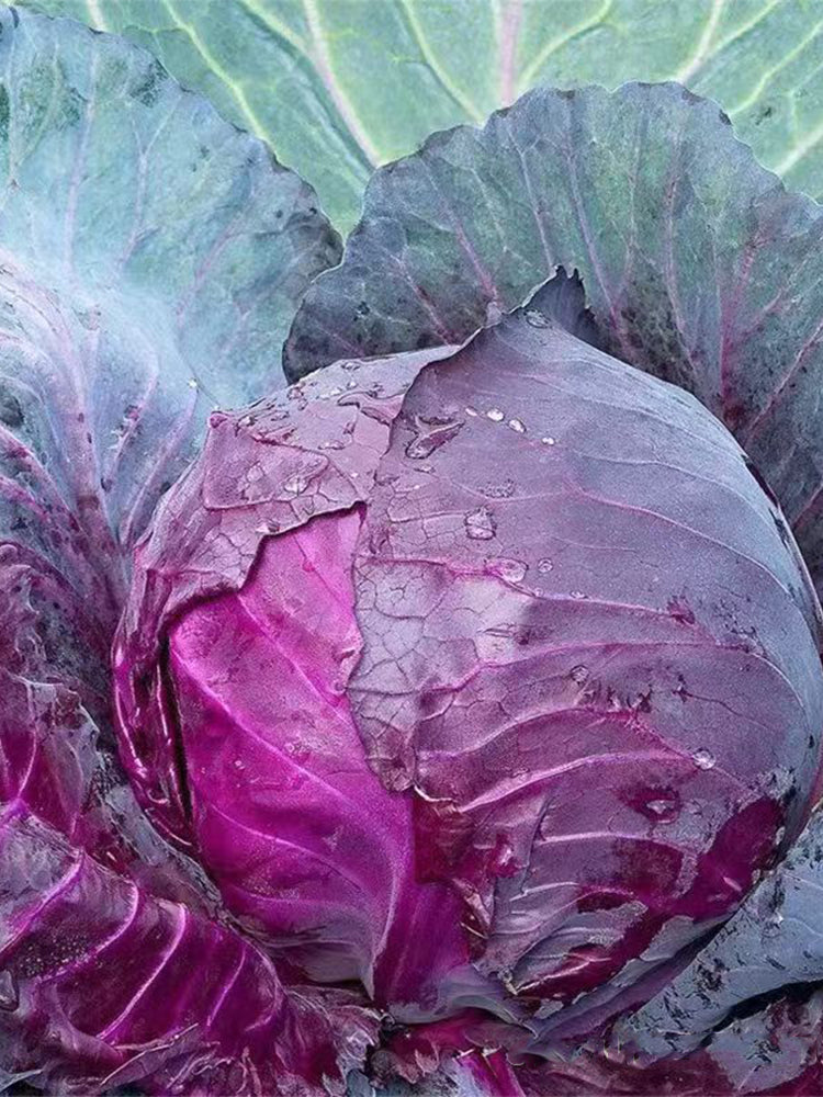 Violet Cabbage