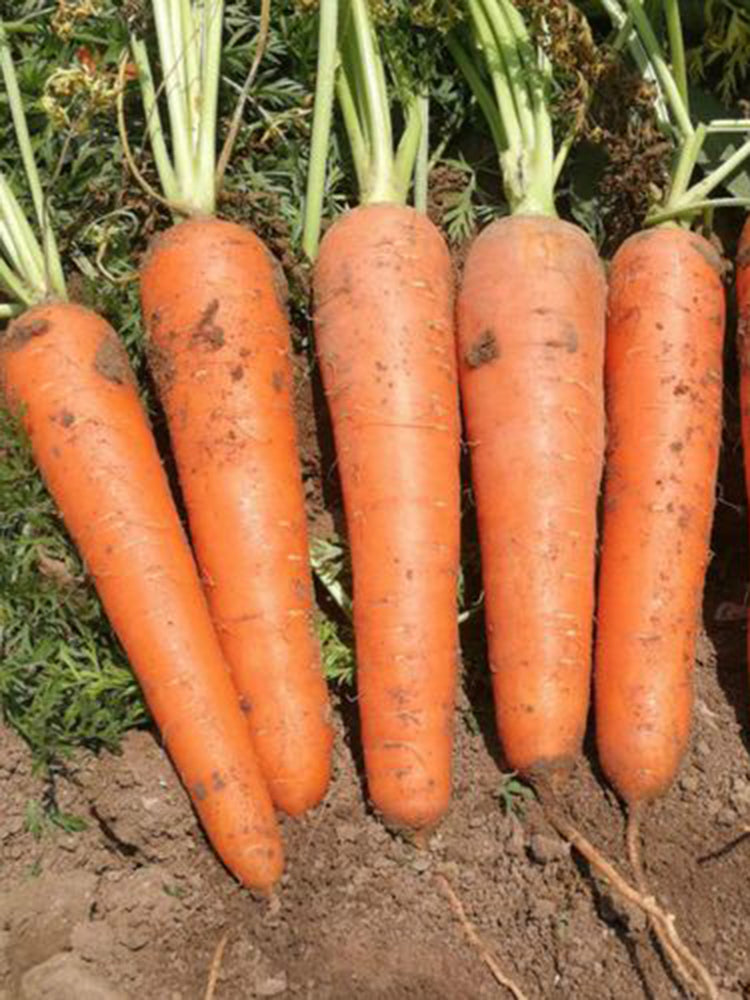 Traditional Five-Inch Carrot