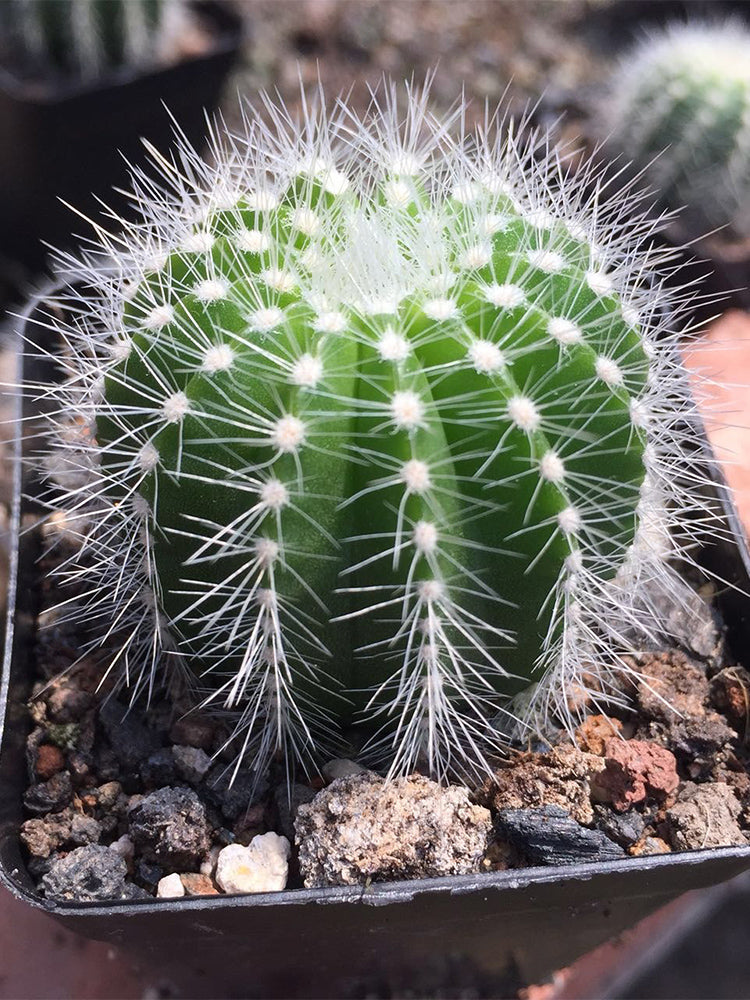 Parodia magnifica
