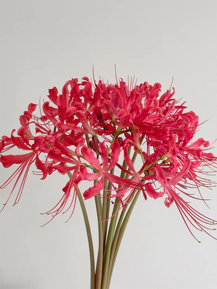 Blood Red Chunxiao Lycoris