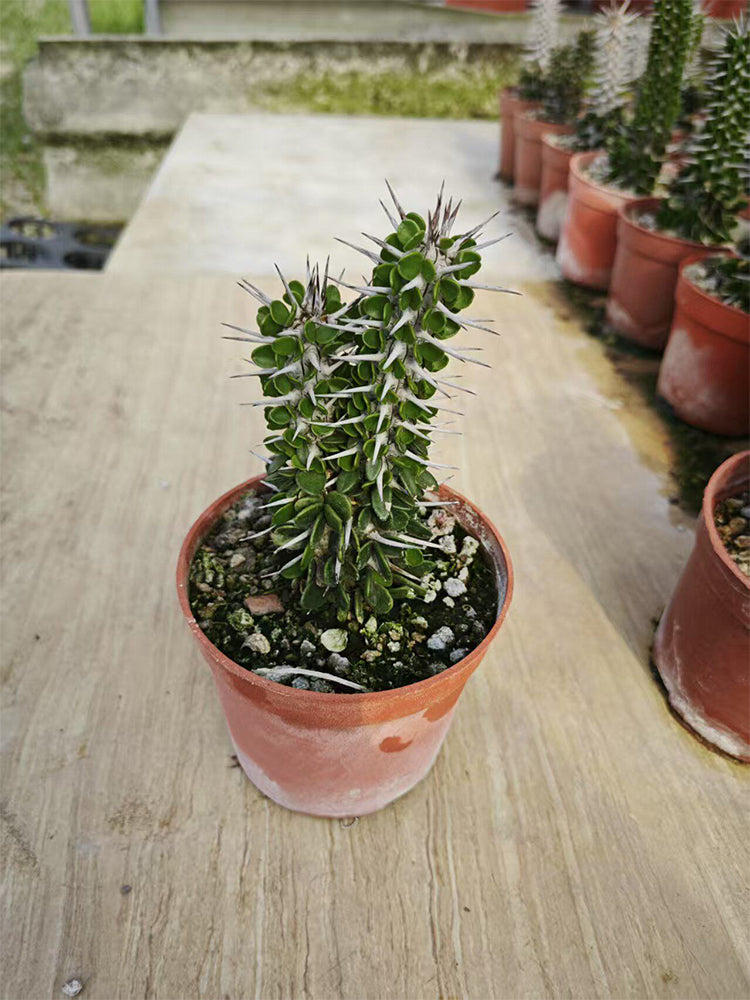 Alluaudia montagnacii