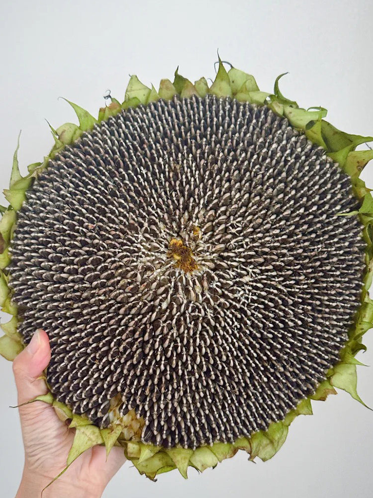 Large-seeded Edible Sunflower
