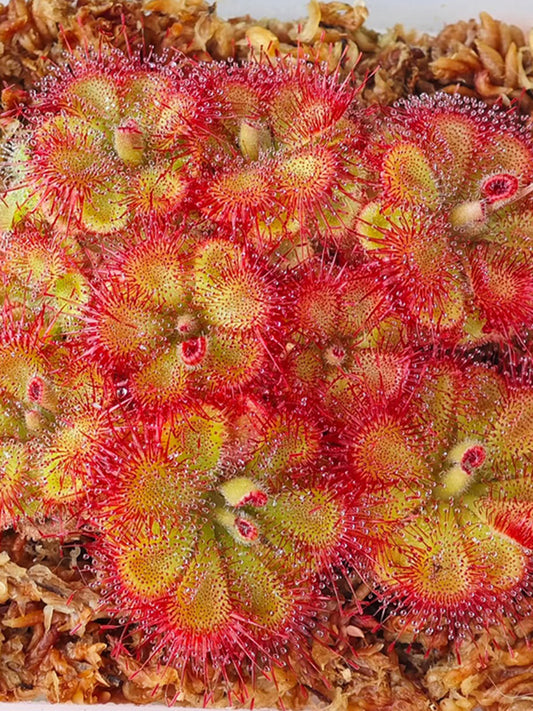Drosera burmannii 'Humpty Doo'