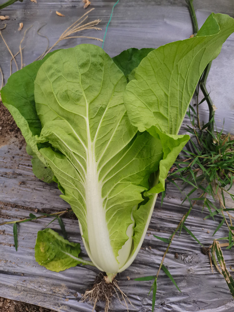 'Jinmei 516' Fast-growing Bok Choy