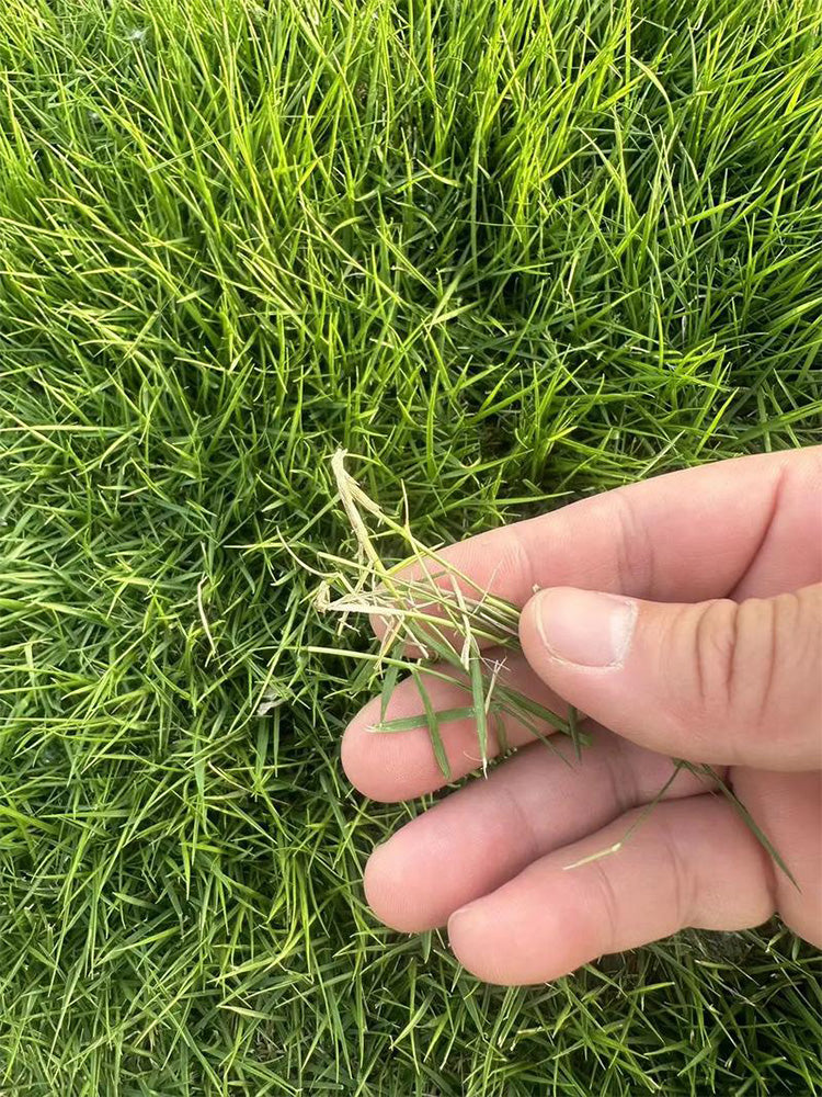 Bermudagrass
