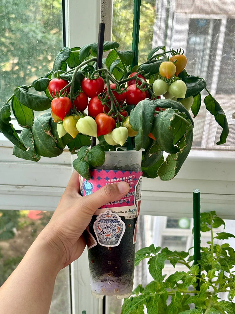 'Evita' Mini Potted Tomato